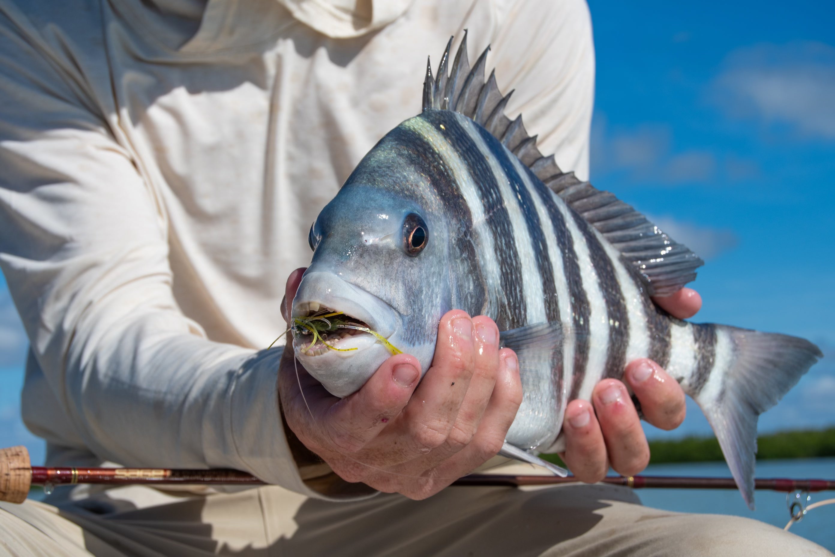 Hunting the Ghosts: Fly Fishing for Sheepshead in Everglades National Park