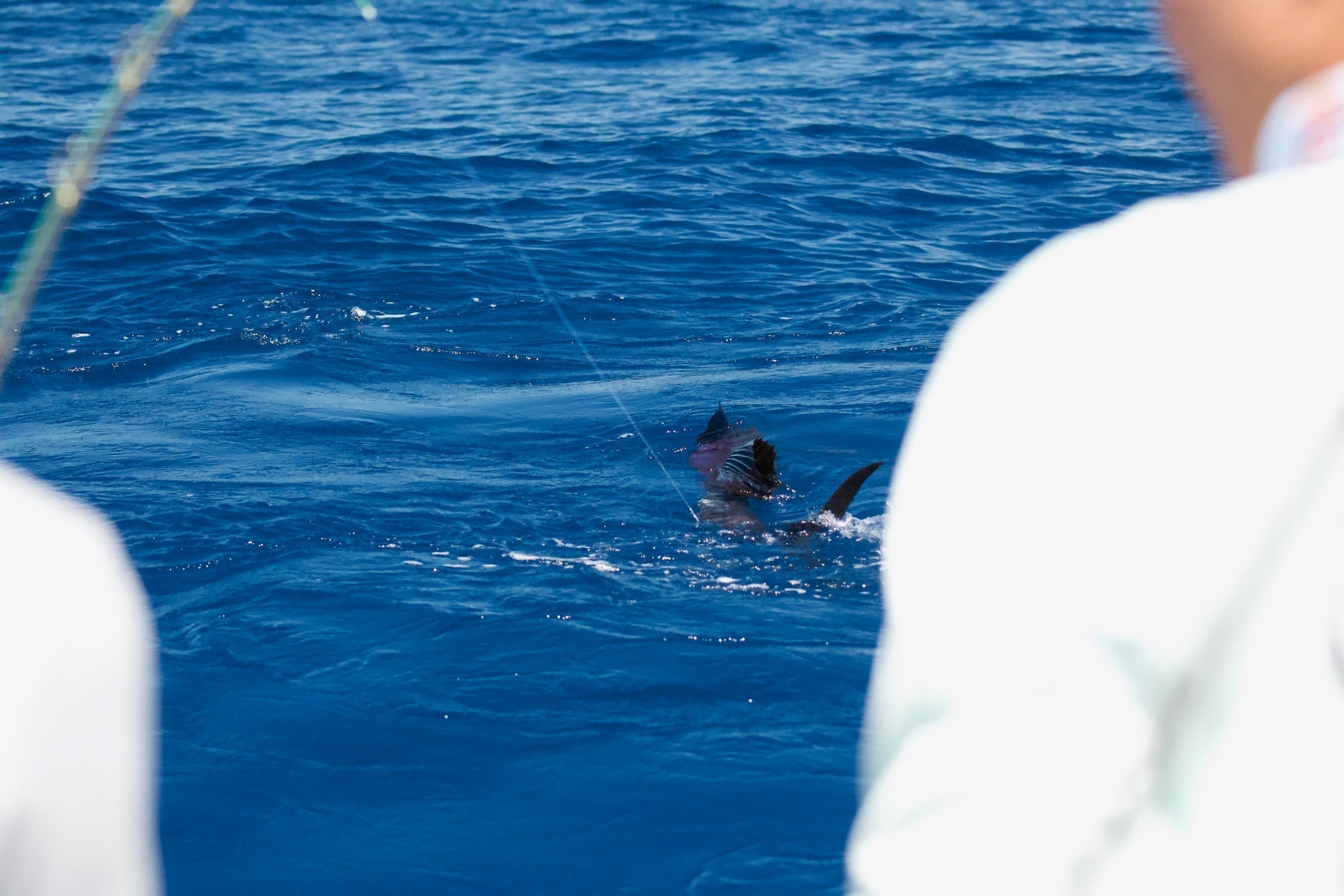 Flyfishing sailfish in guatemala