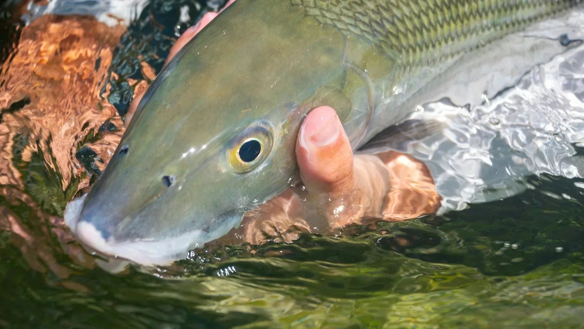 Fly Fishing Bonefish in the Bahamas. Flats Guide & Gear from BlackBone Outfitters