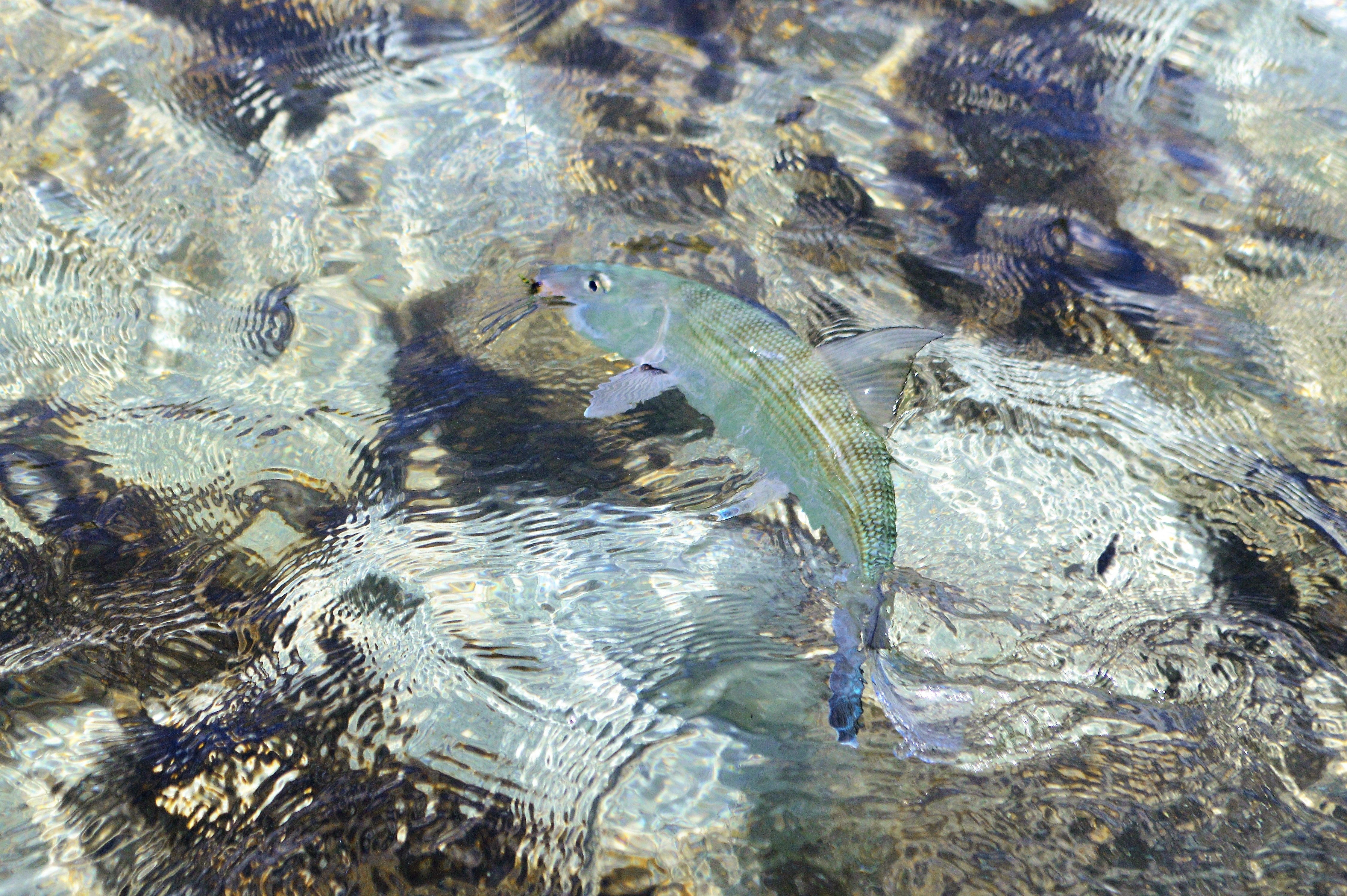 H2O Bonefishing, The Bahamas