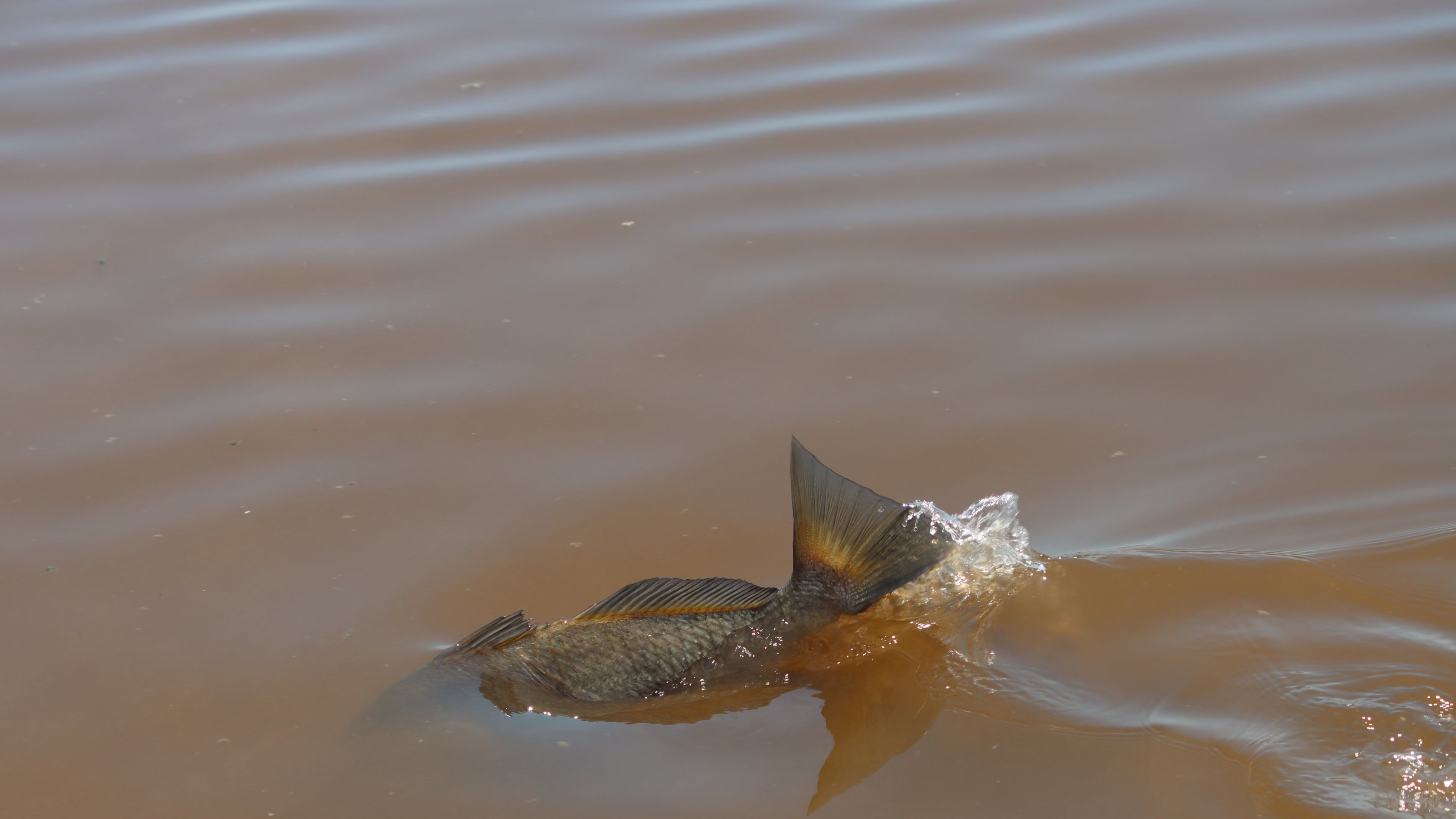 black drum in everglades splashing in muddy water