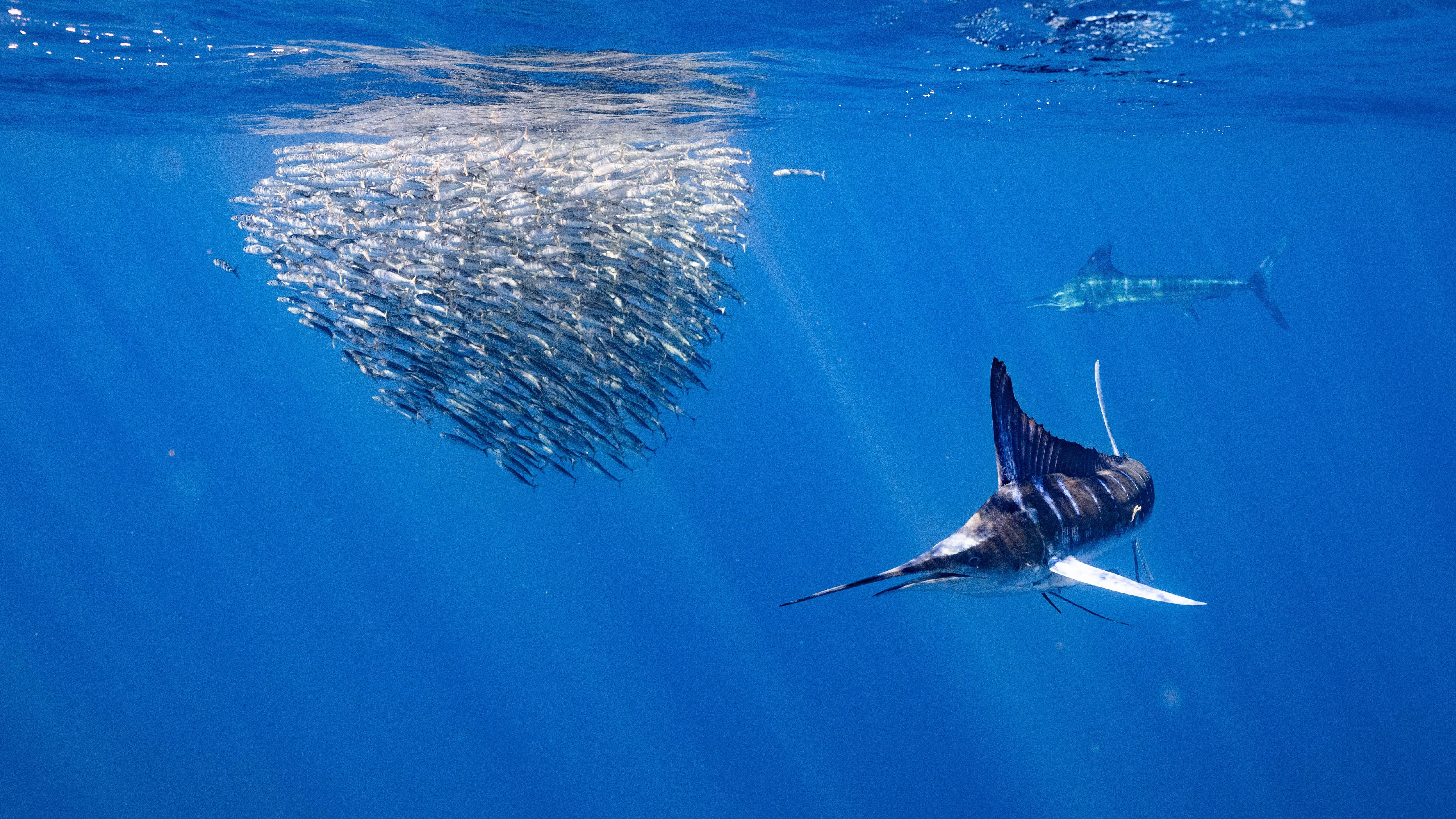 Scenic view of Magdalena Bay, Mexico, a prime fishing destination by Blackbone Outfitters with clear blue waters.