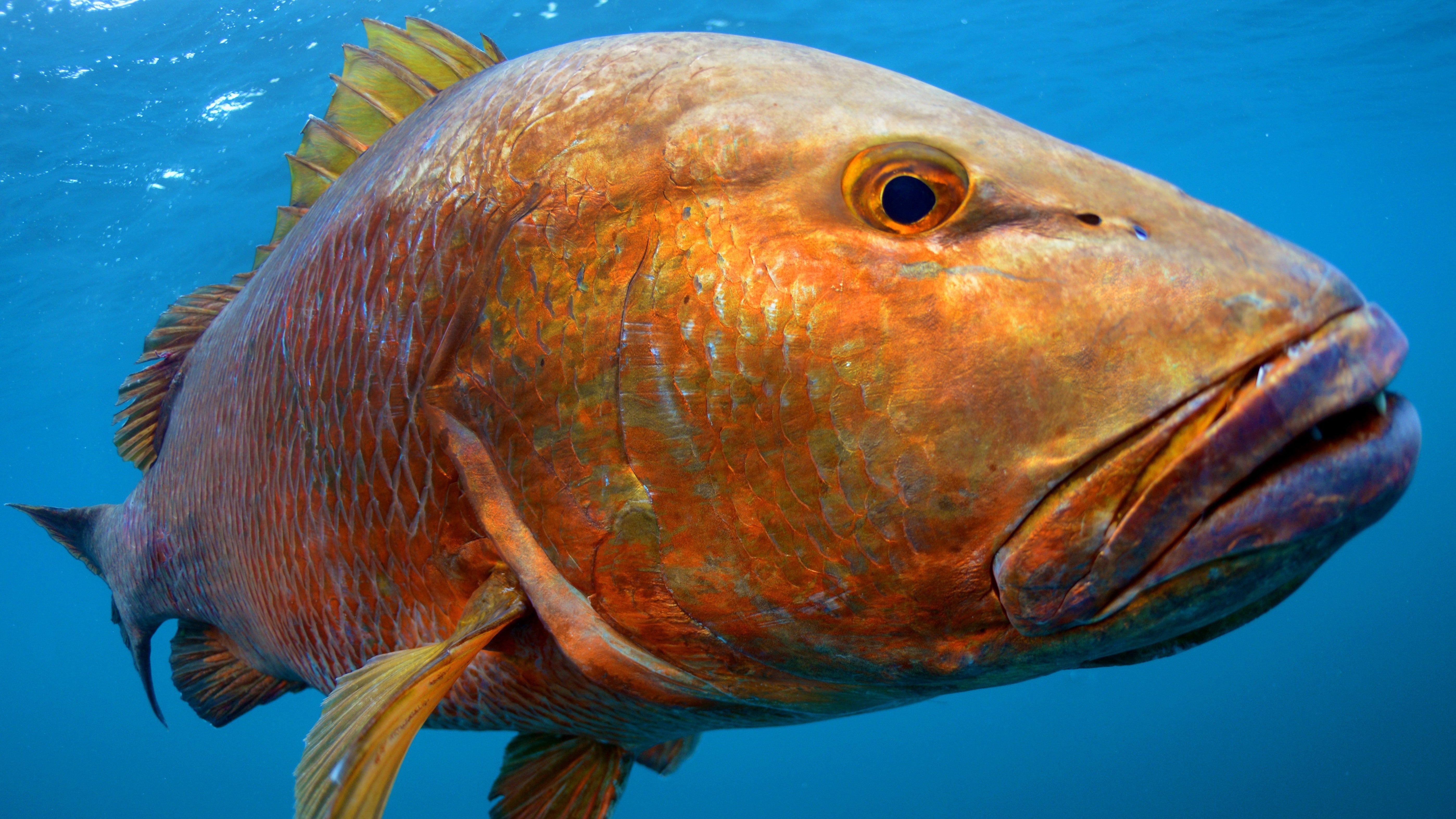 Cubera snapper fishing trip targeting trophy snapper with Black Bone Outfitters