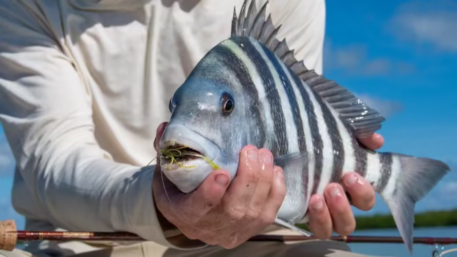 Person holding a sheepshead with a fly fishing rod in hand