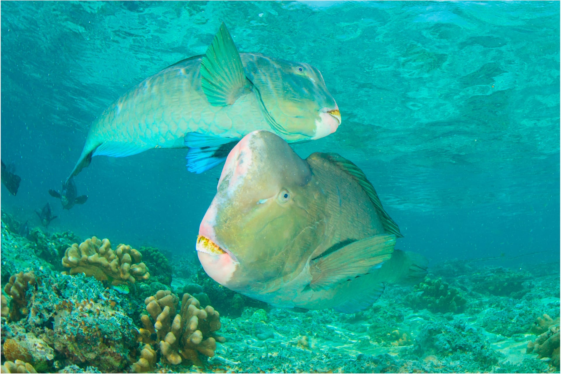 Bumphead Parrotfish Fishing Trip Planning