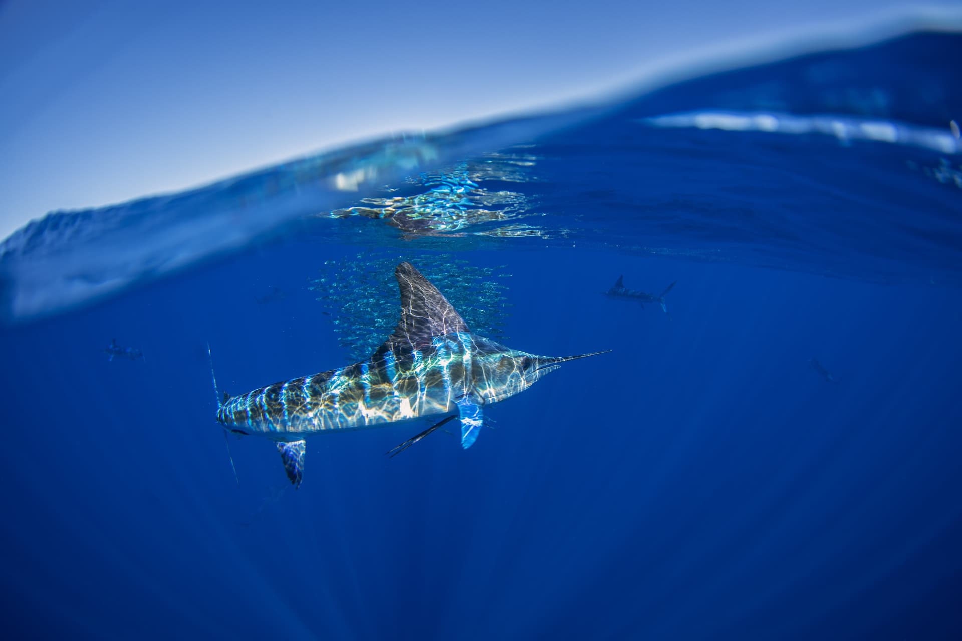 Striped Marlin Fishing in Magdalena Bay with Sportfishing Mag Bay