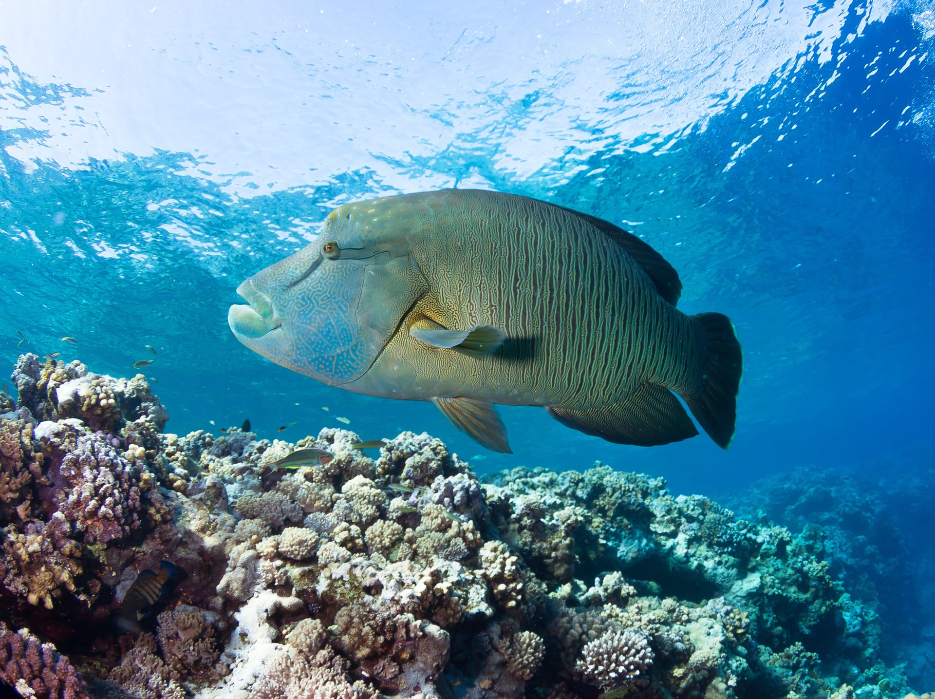 Napoleon Wrasse Fishing: Planning Questions