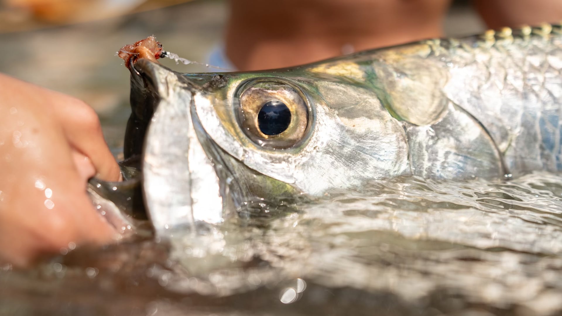 Tarpon Fishing Trips, Charters & Lodges
