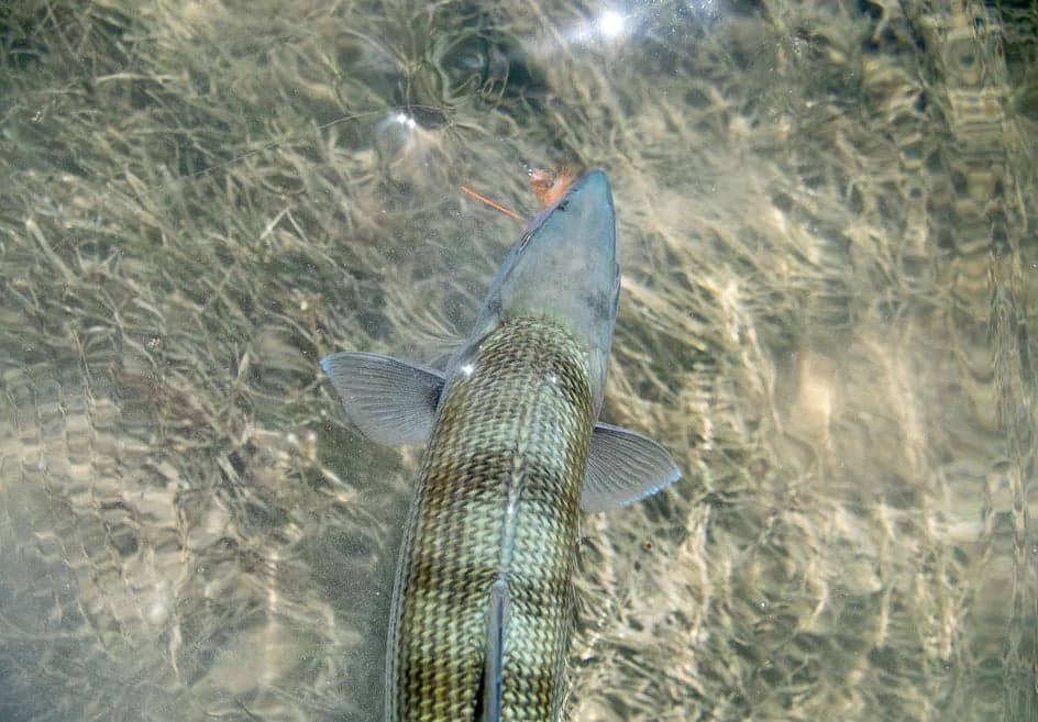 Bird Dog Fly Fishing, Biscayne Flats Fishing