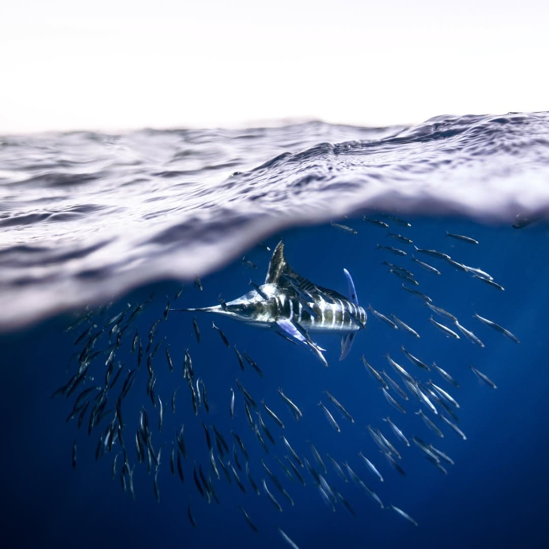 Sportfishing Mag Bay: pesca de marlín rayado de clase mundial