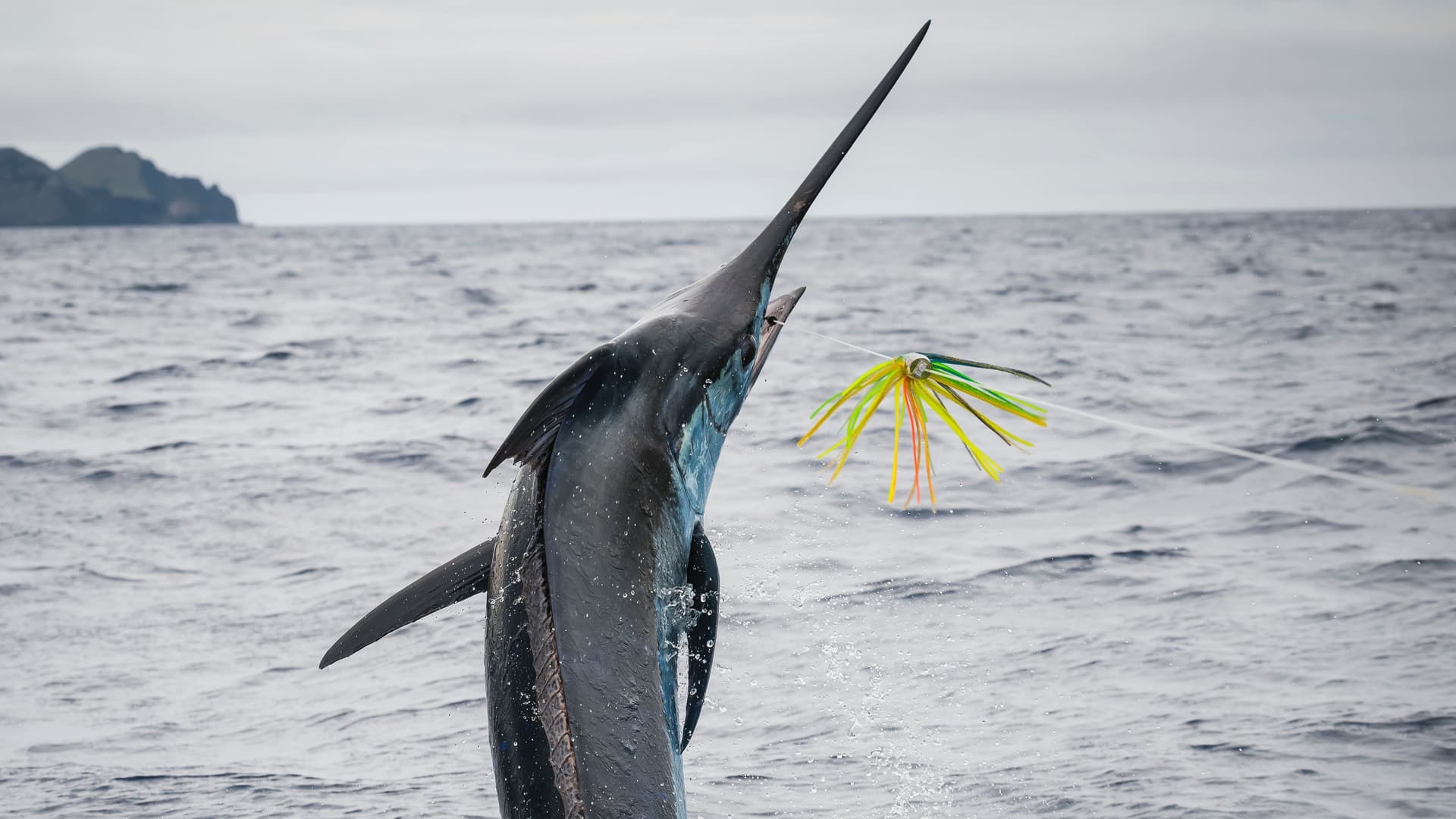 Black Marlin big game fishing expedition with BlackBone Outfitters