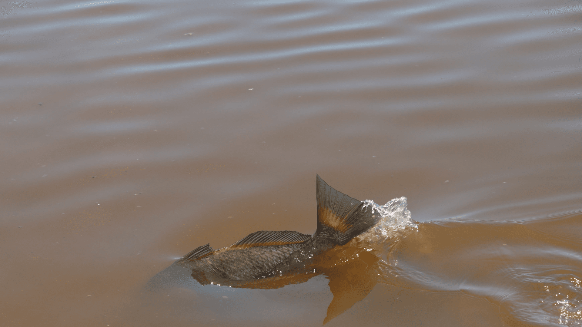 black drum in everglades splashing in muddy water