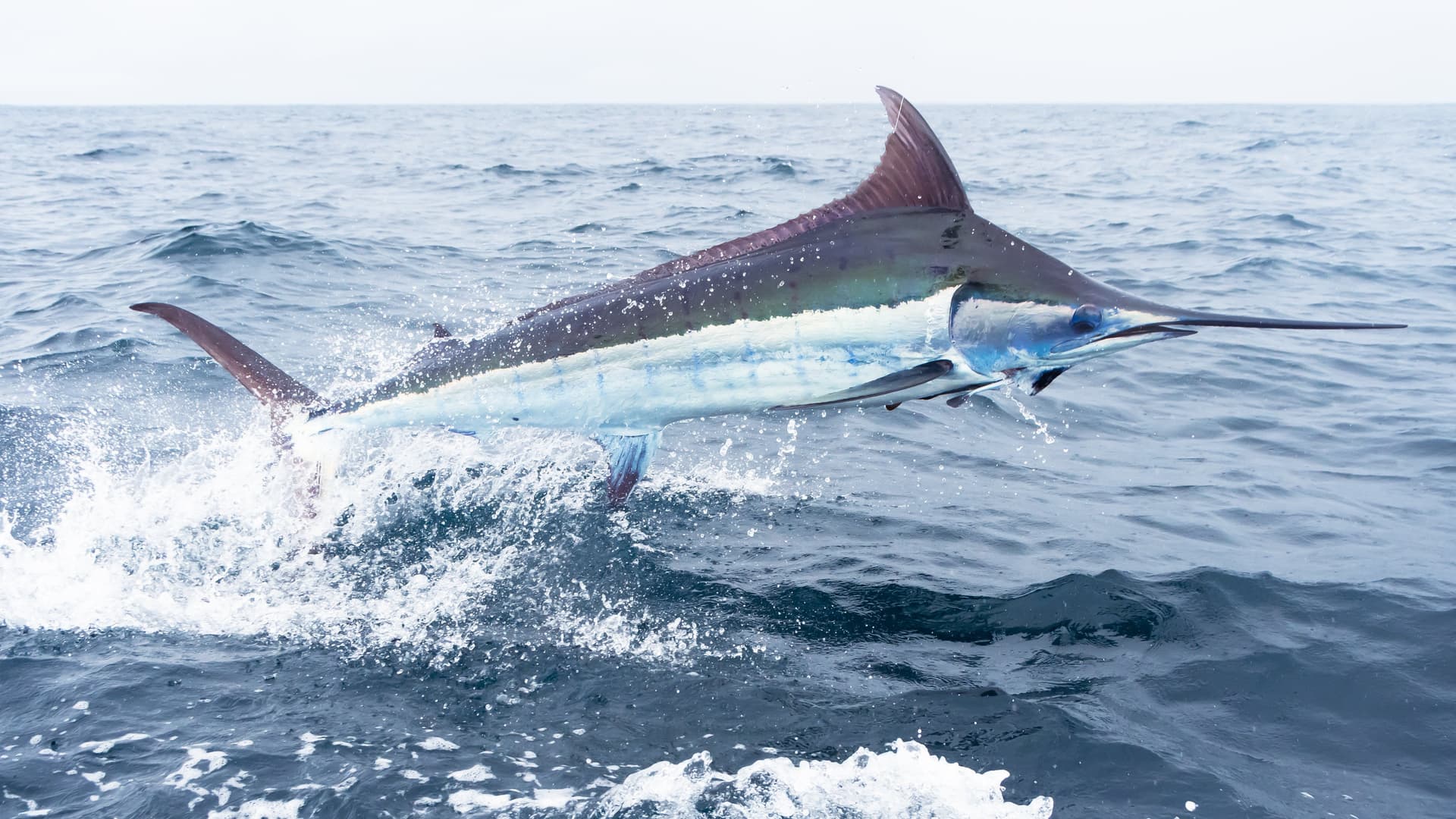 Blue Marlin fishing expedition with BlackBone Outfitters
