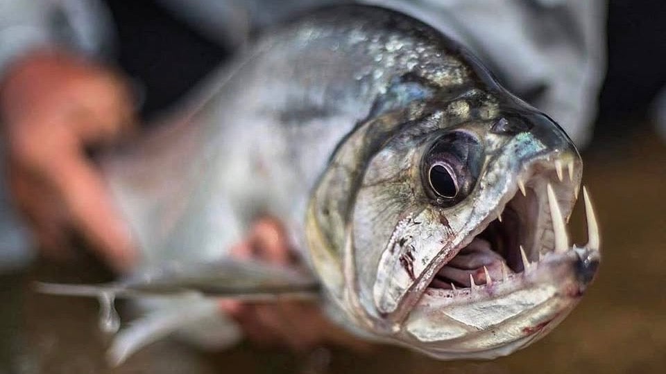 Close-up of a large Payara fish held by a person, with BlackBone outfitters