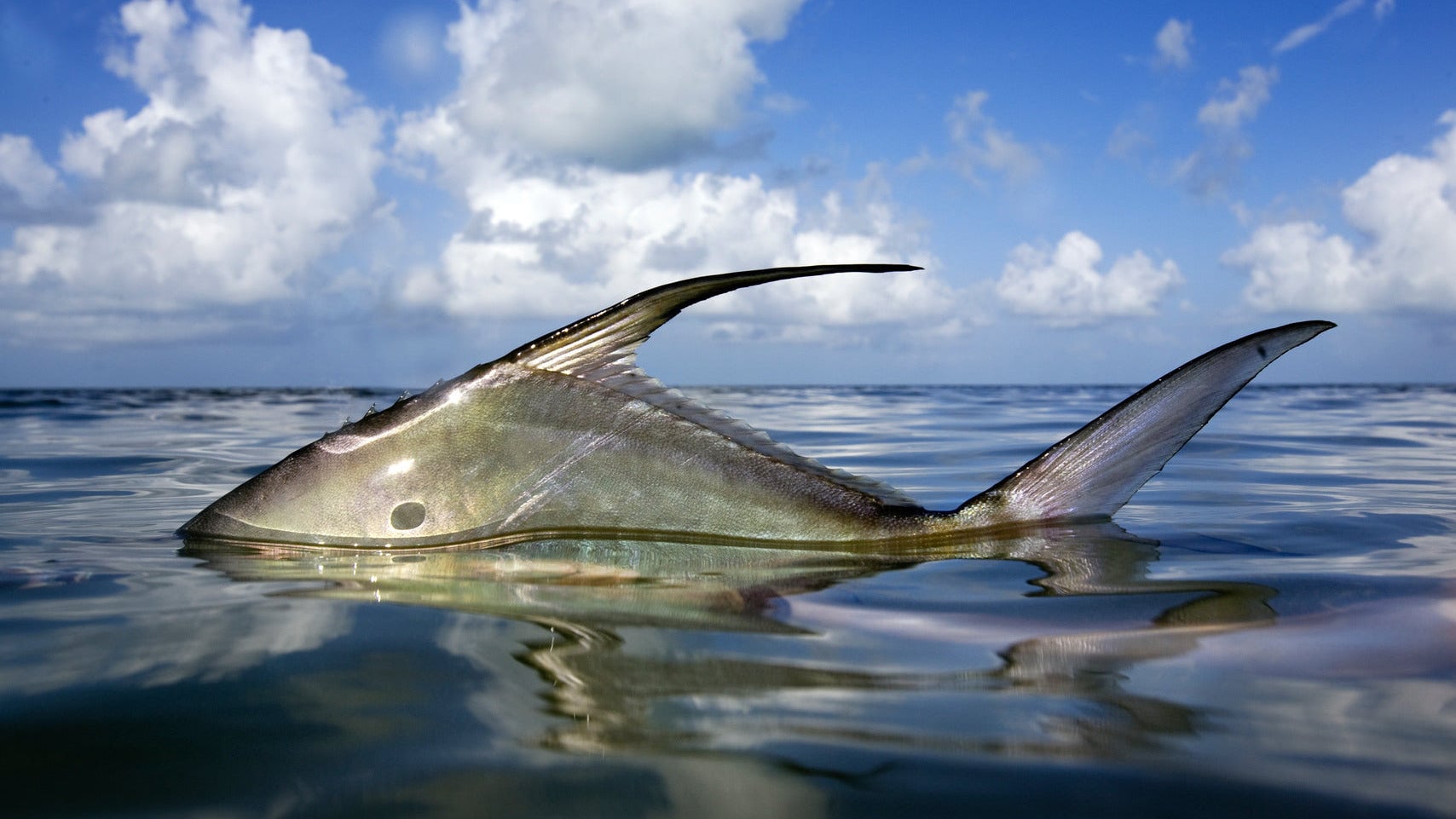 Permit fishing expedition on tropical flats curated by BlackBone Outfitters