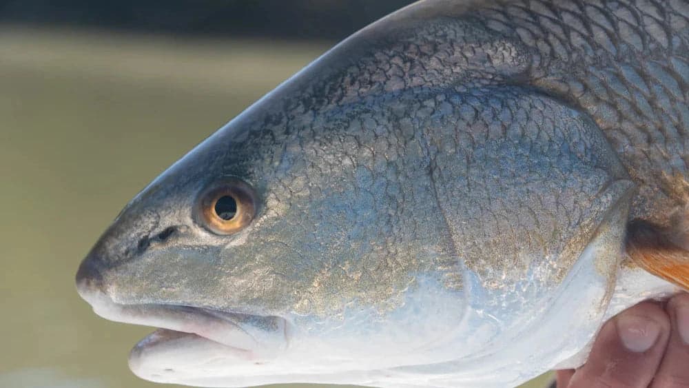 Redfish inshore fishing trip in coastal waters with BlackBone