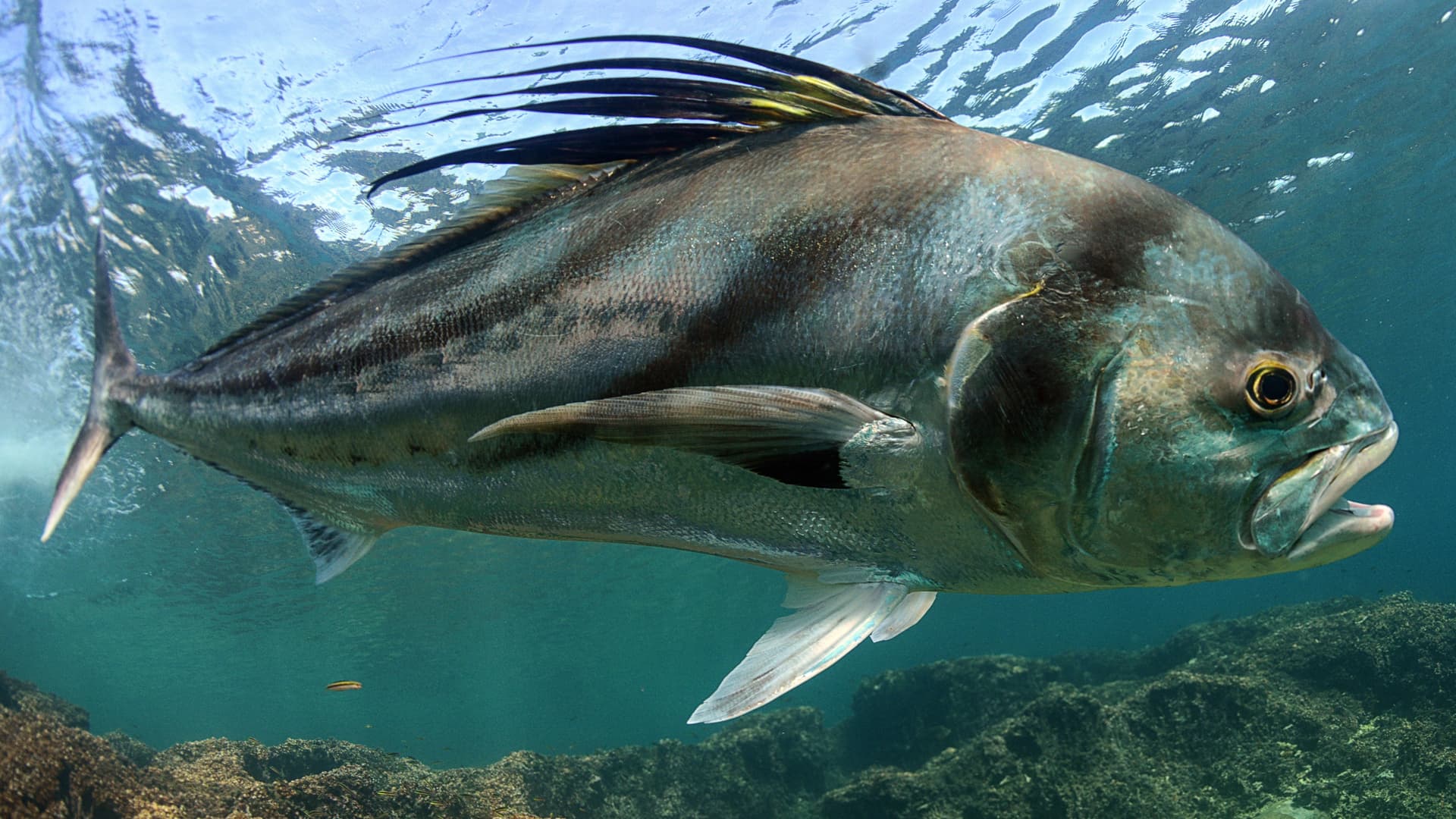 Roosterfish fishing trip targeting trophy roosterfish with BlackBone Outfitters