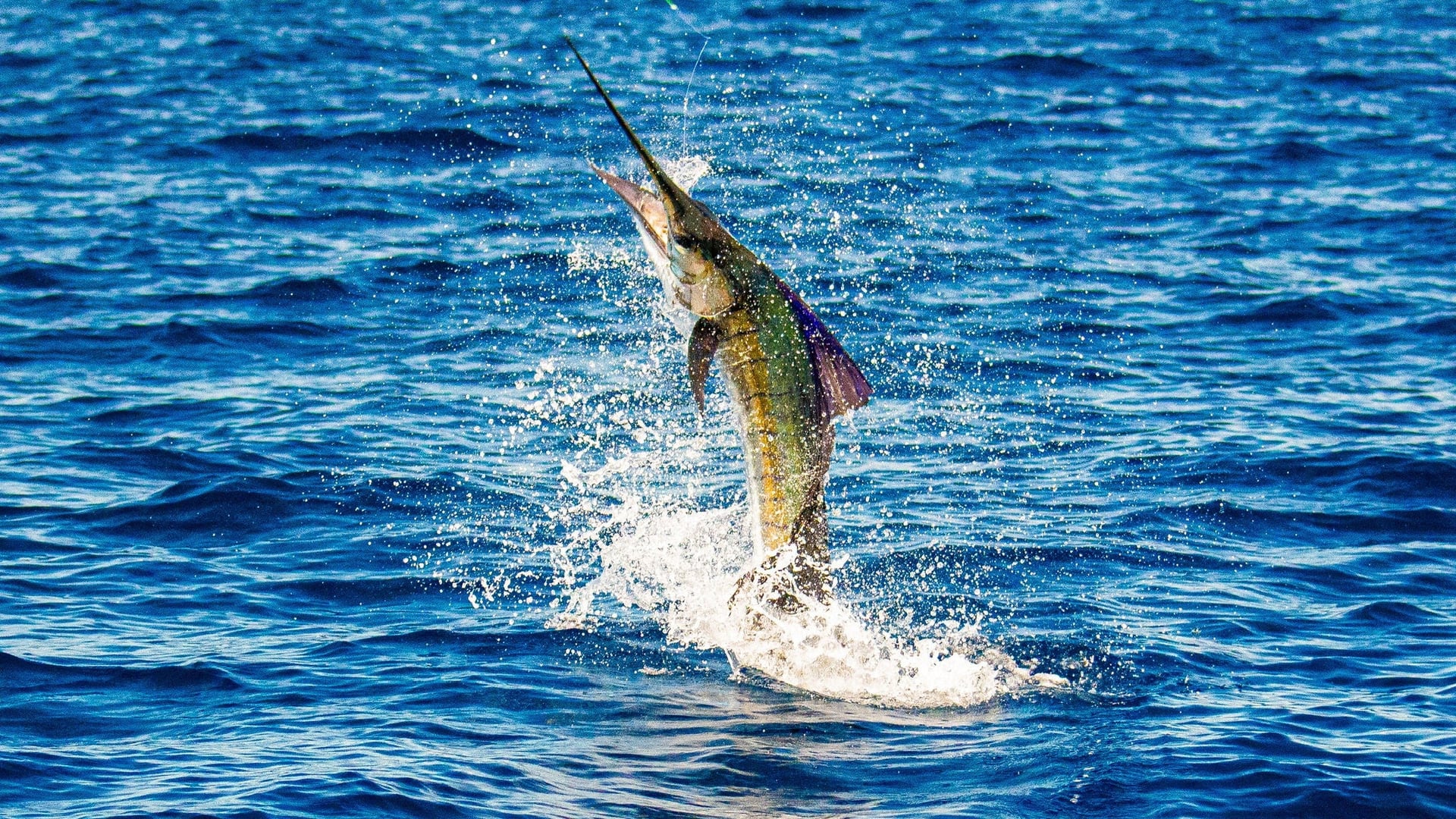 Trophy sailfish caught on guided offshore fishing trip with BlackBone Outfitters