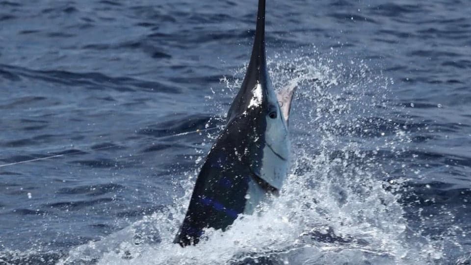 Billfishing the Galápagos: Why This Is One of the Most Elite Offshore Destinations on Earth