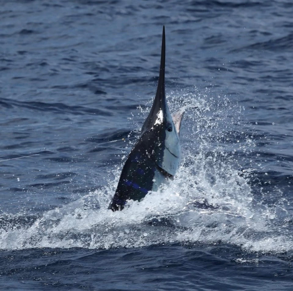 Billfishing the Galápagos: Why This Is One of the Most Elite Offshore Destinations on Earth