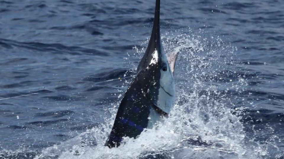 Billfishing the Galápagos: Why This Is One of the Most Elite Offshore Destinations on Earth