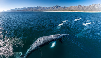 Interested in Partnering?