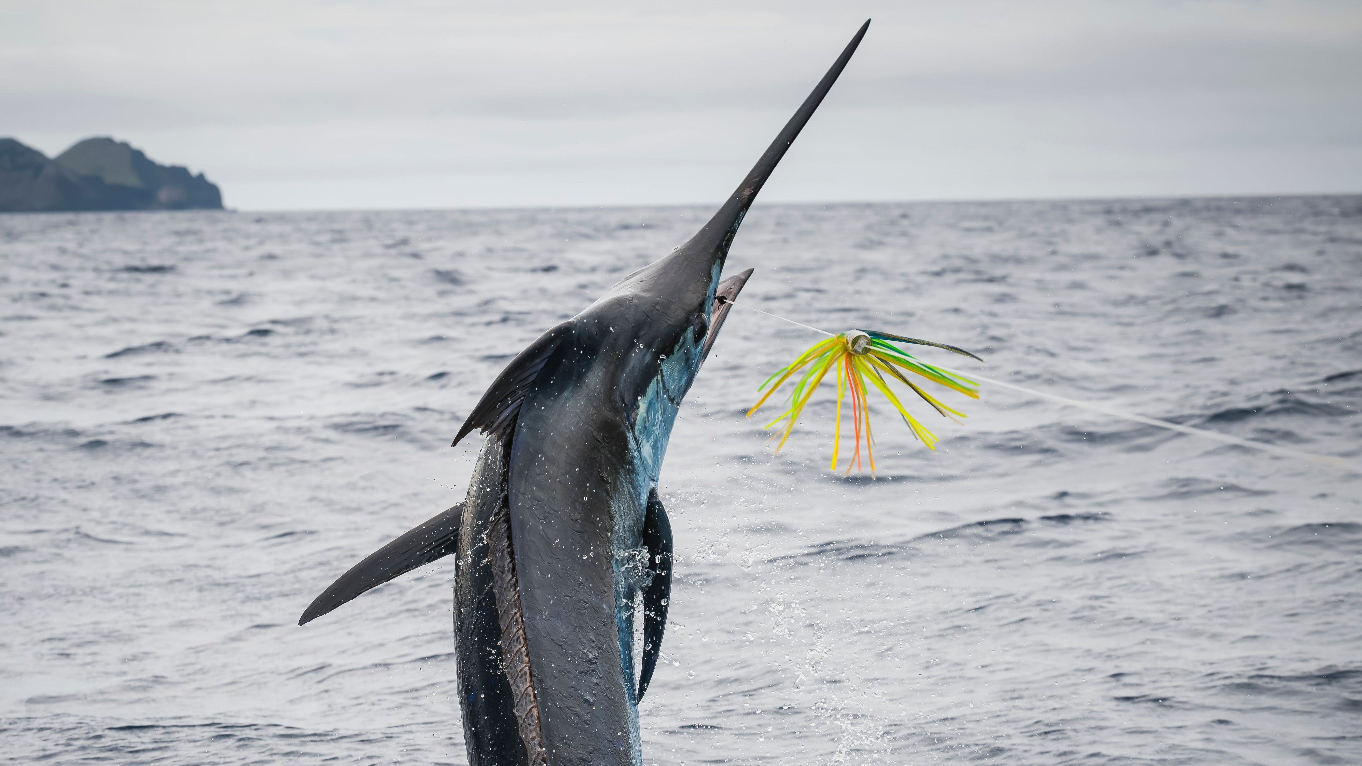 Black Marlin big game fishing expedition with Black Bone Outfitters