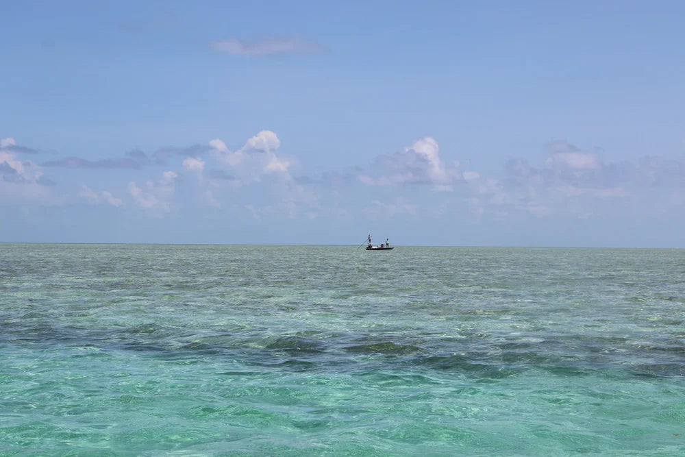 Blackbone Outfitters The Bahamas, showcasing vibrant beach scenery with palm trees and clear blue skies.