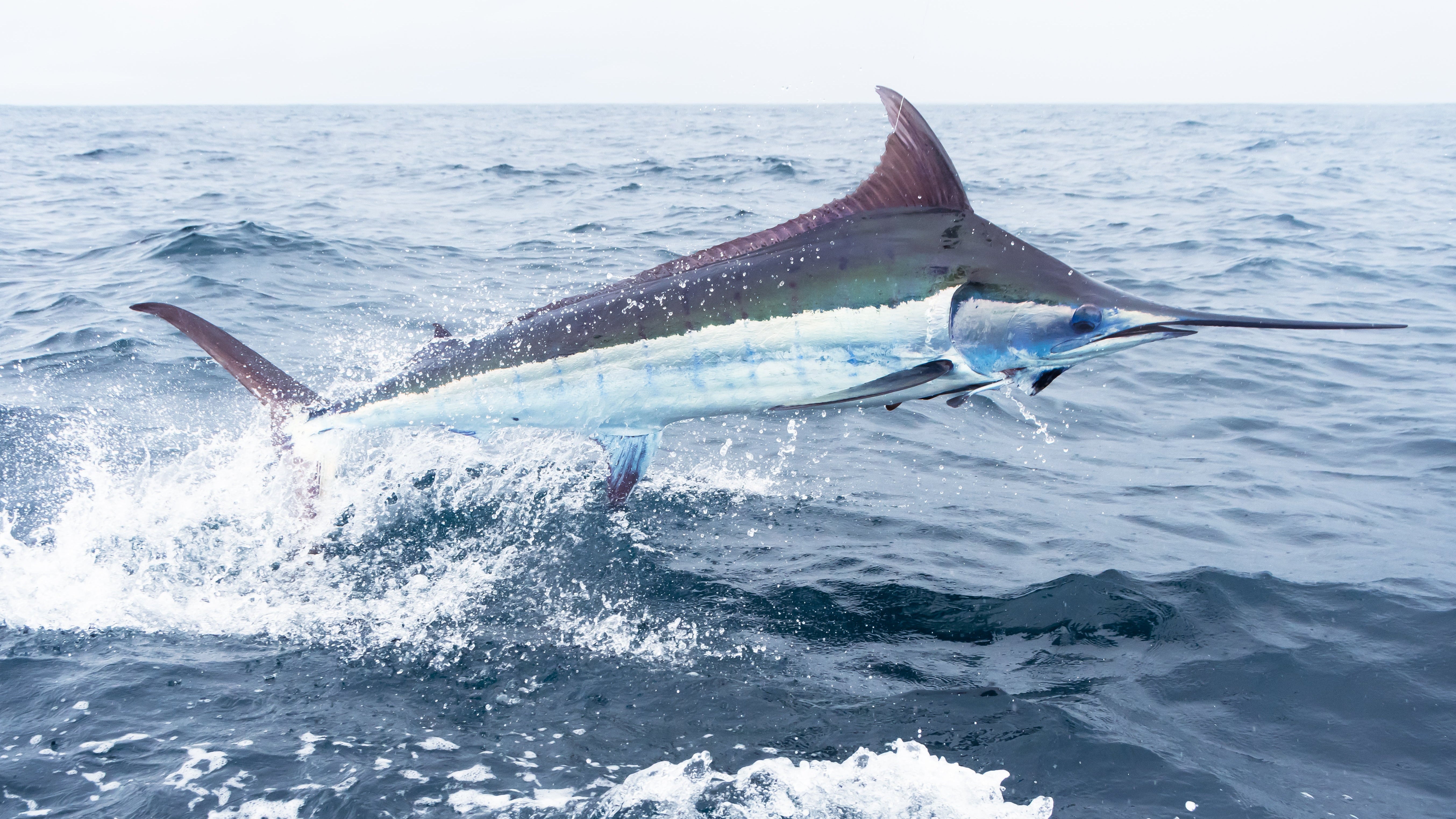 Blue Marlin fishing expedition with Black Bone Outfitters