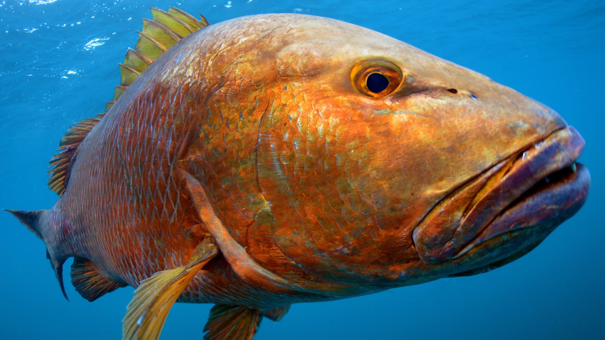 Cubera snapper fishing trip targeting trophy snapper with Black Bone Outfitters