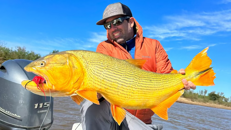 Big golden dorado caught in Argentina