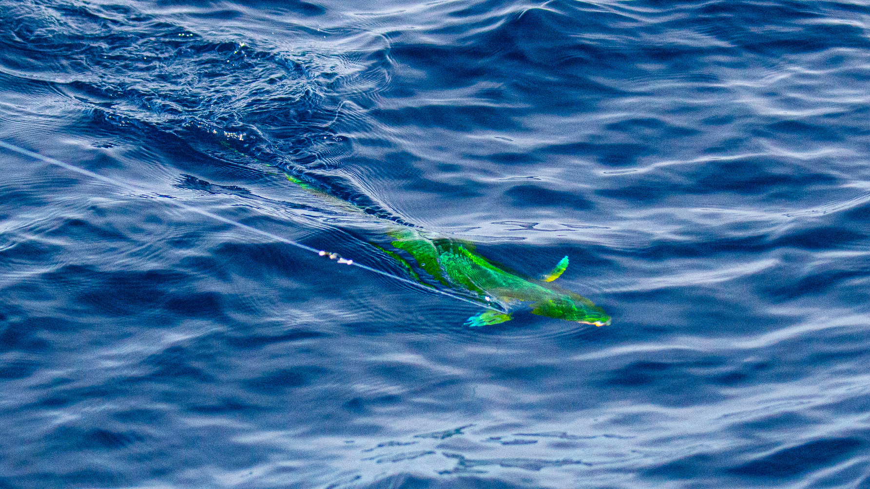 Mahi mahi fishing trip offshore targeting dorado with Black Bone

