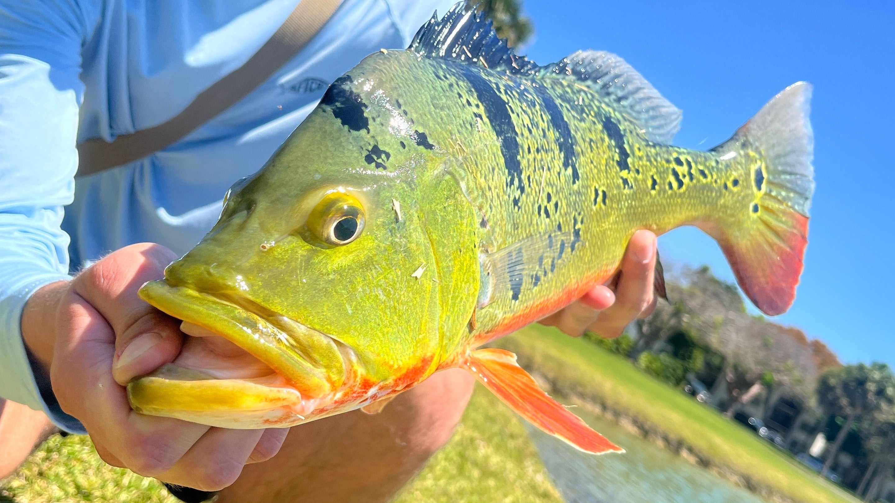 Peacock bass fishing trip targeting trophy peacock bass with Black Bone Outfitters
