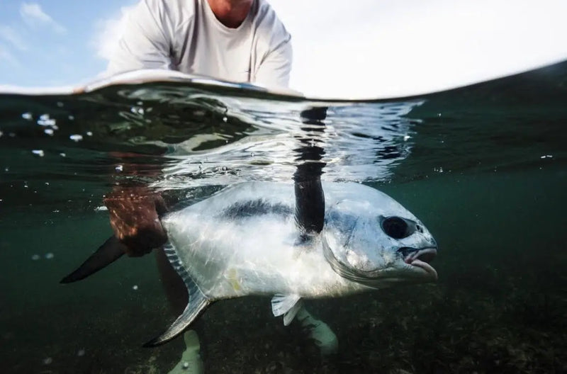 Man holding large fish partly submerged in water at No Name Lodge, Puerto Rico fishing outfitter location.